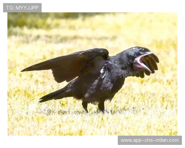 乌鸦后防稳固，对手几乎无从下手，乌鸦后期强吗